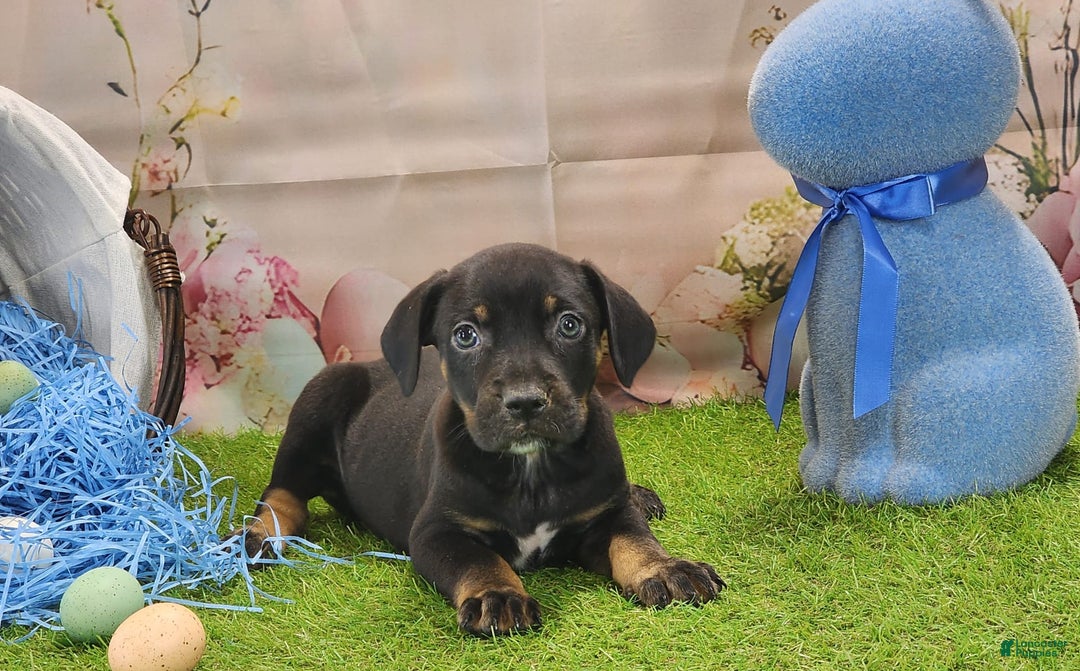 Catahoula Leopard Dog dogs for sale: Juliet 2025 M8 Catahoula Puppy - Image 5