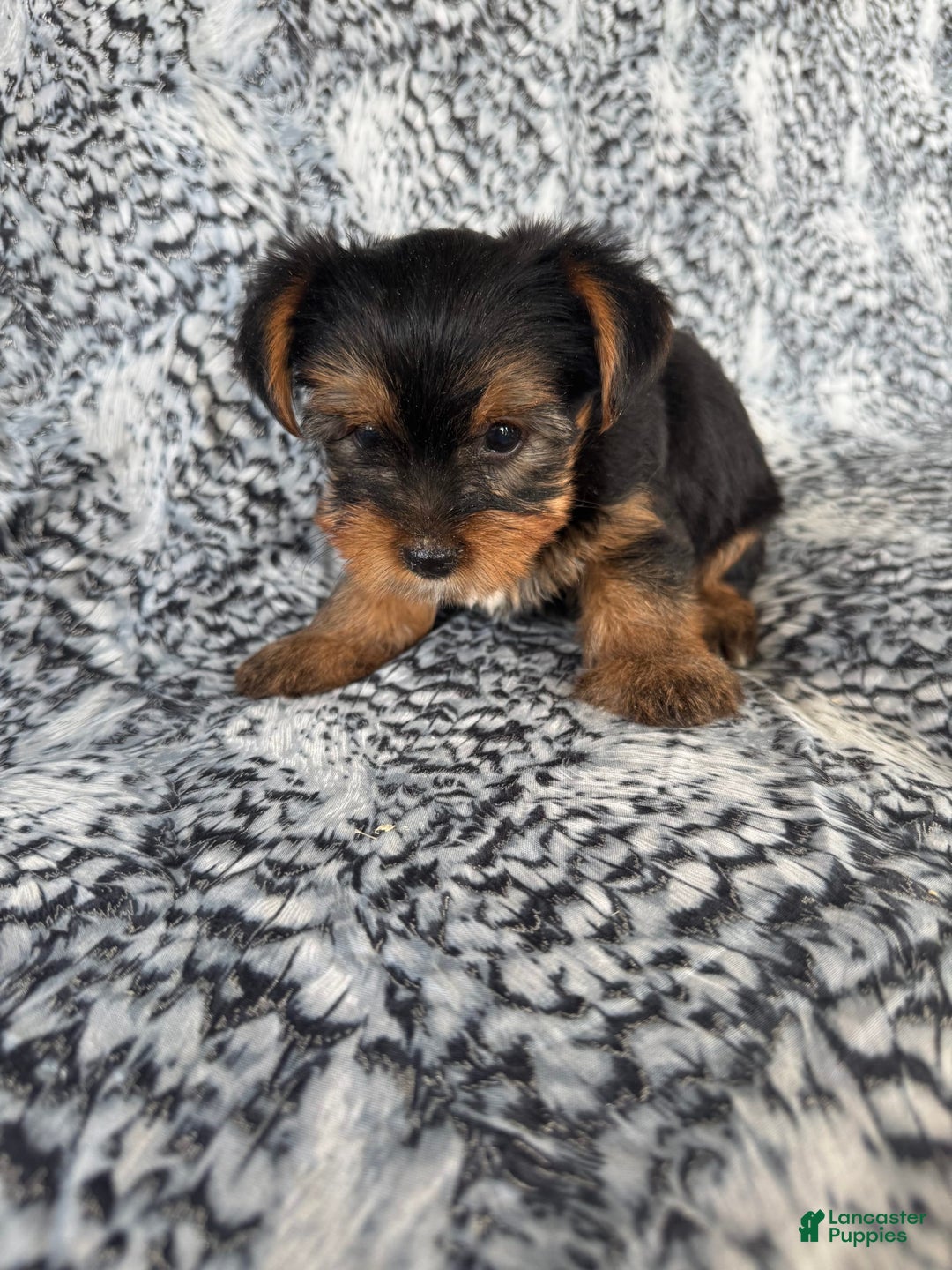 Morkie dogs for sale: Rodney - Image 1