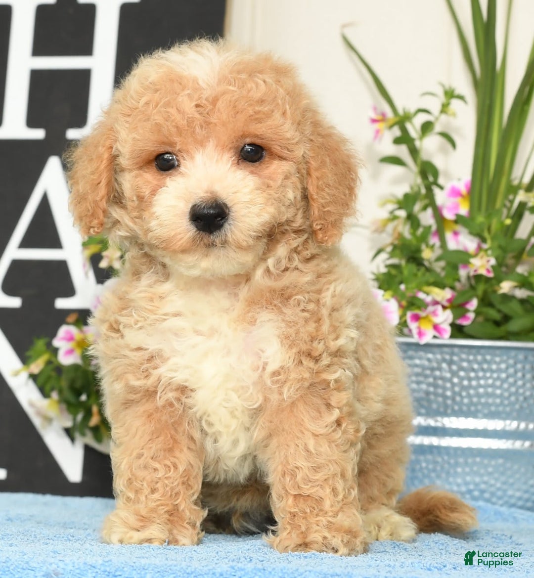 Bichpoo dogs for sale: Skipper - Image 5