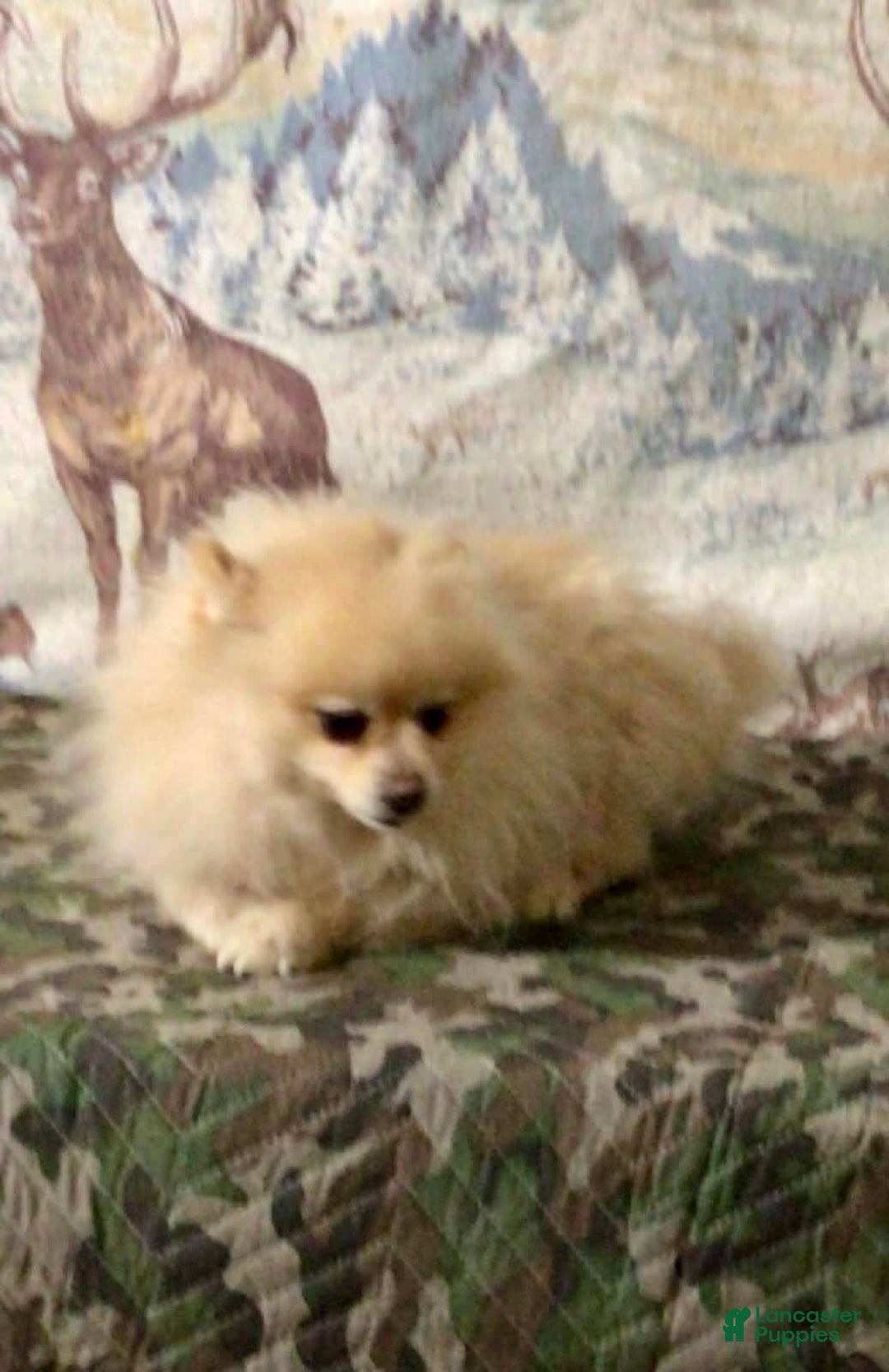 Pomsky dogs for sale: Bella - Image 5