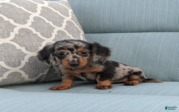 Miniature Dachshund dogs for sale: Princess - Image 9