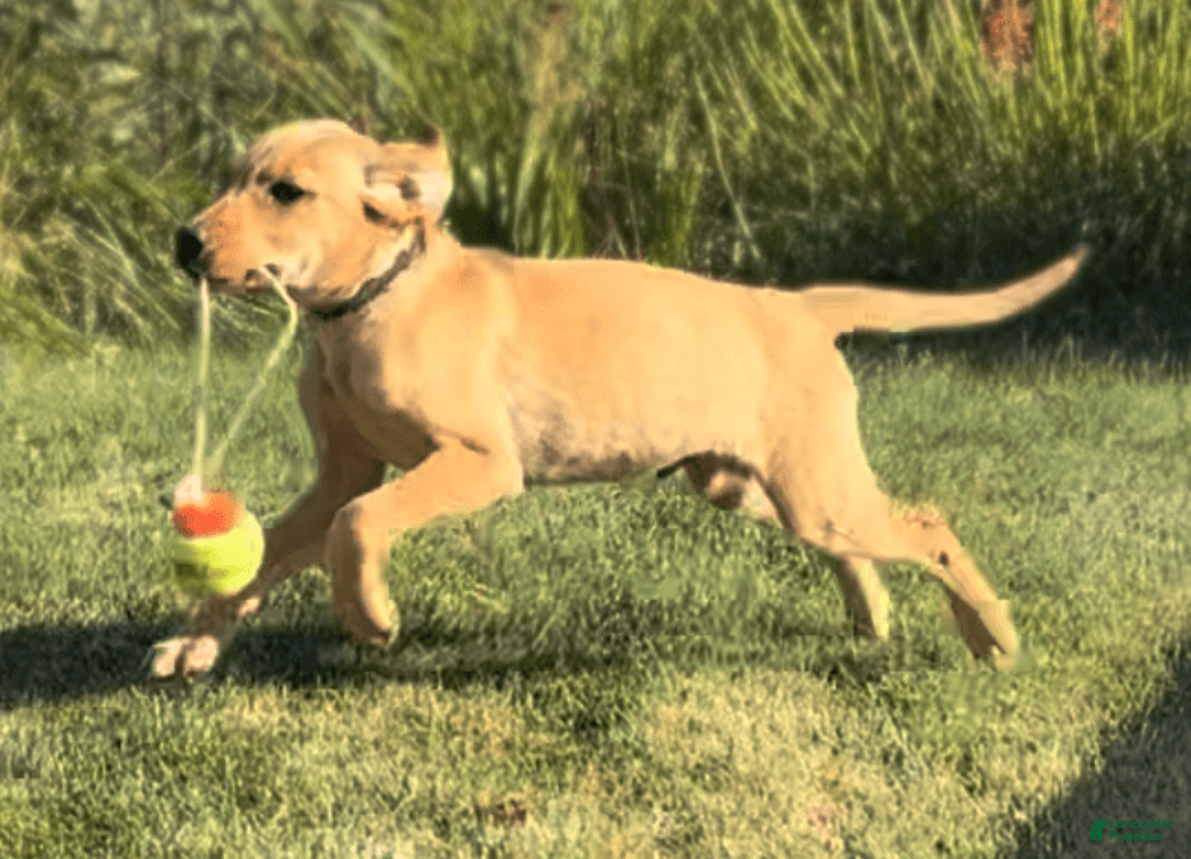 Labrador Retriever dogs for sale: Mufasa - Image 11