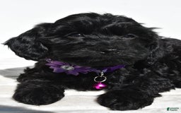 Cockapoo dogs for sale: Sasha - Image 4