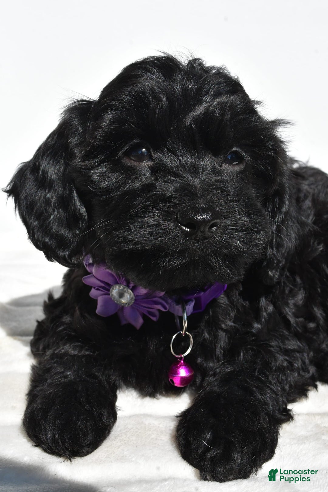 Cockapoo dogs for sale: Sasha - Image 4