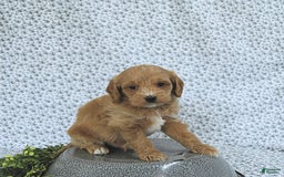 Cavapoo dogs for sale: Rhett - Image 6