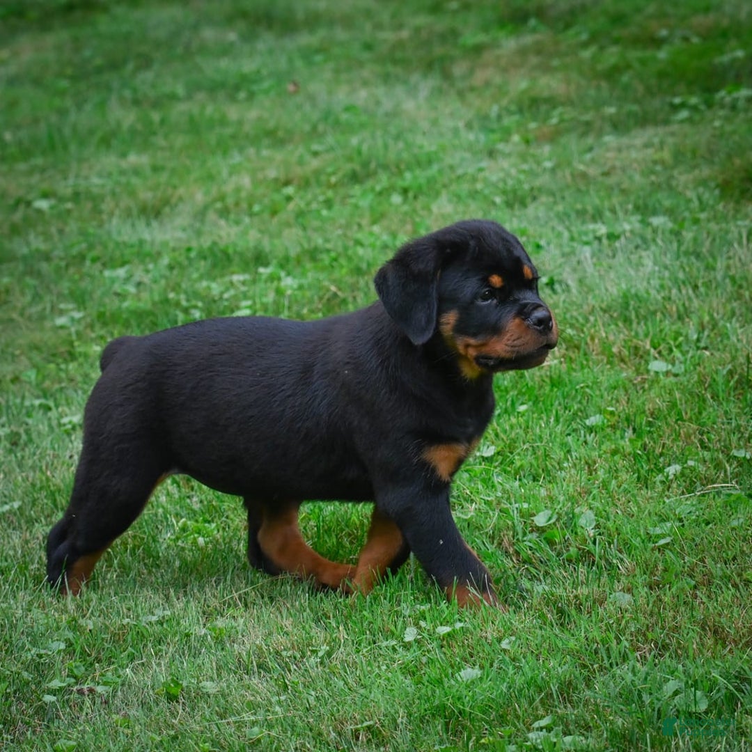 Rottweiler dogs for sale: Bella - Image 6