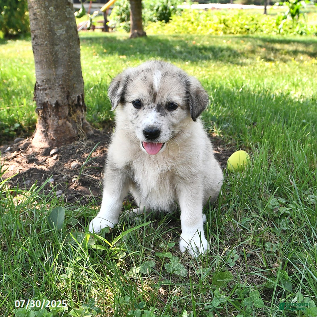 Great Pyrenees dogs for sale: Trixie - Image 1