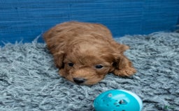 Cavapoo dogs for sale: Dakota - Image 7