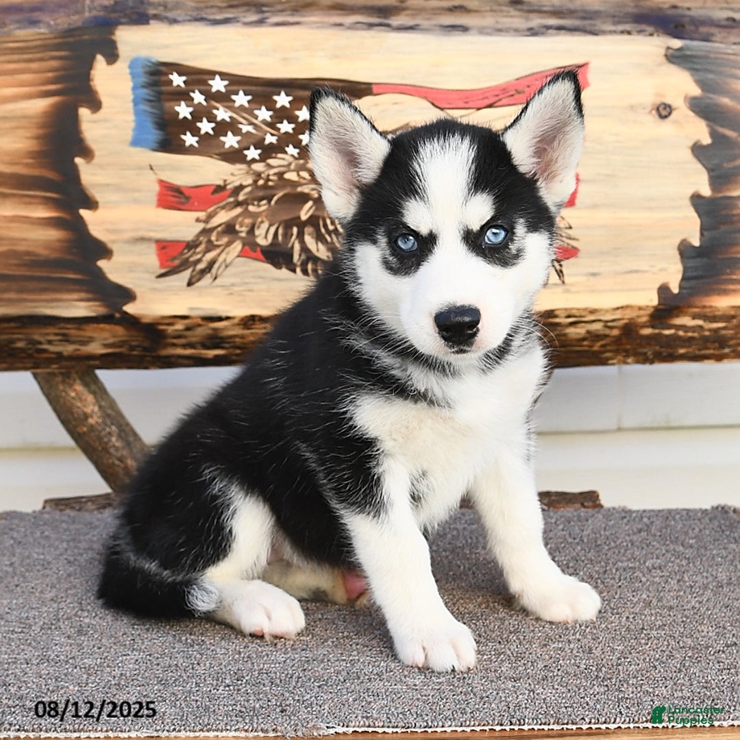 Siberian Husky dogs for sale: Raylee - Image 1