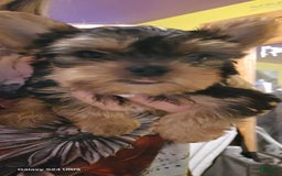 Yorkshire Terrier dogs for sale: Tt - Image 22