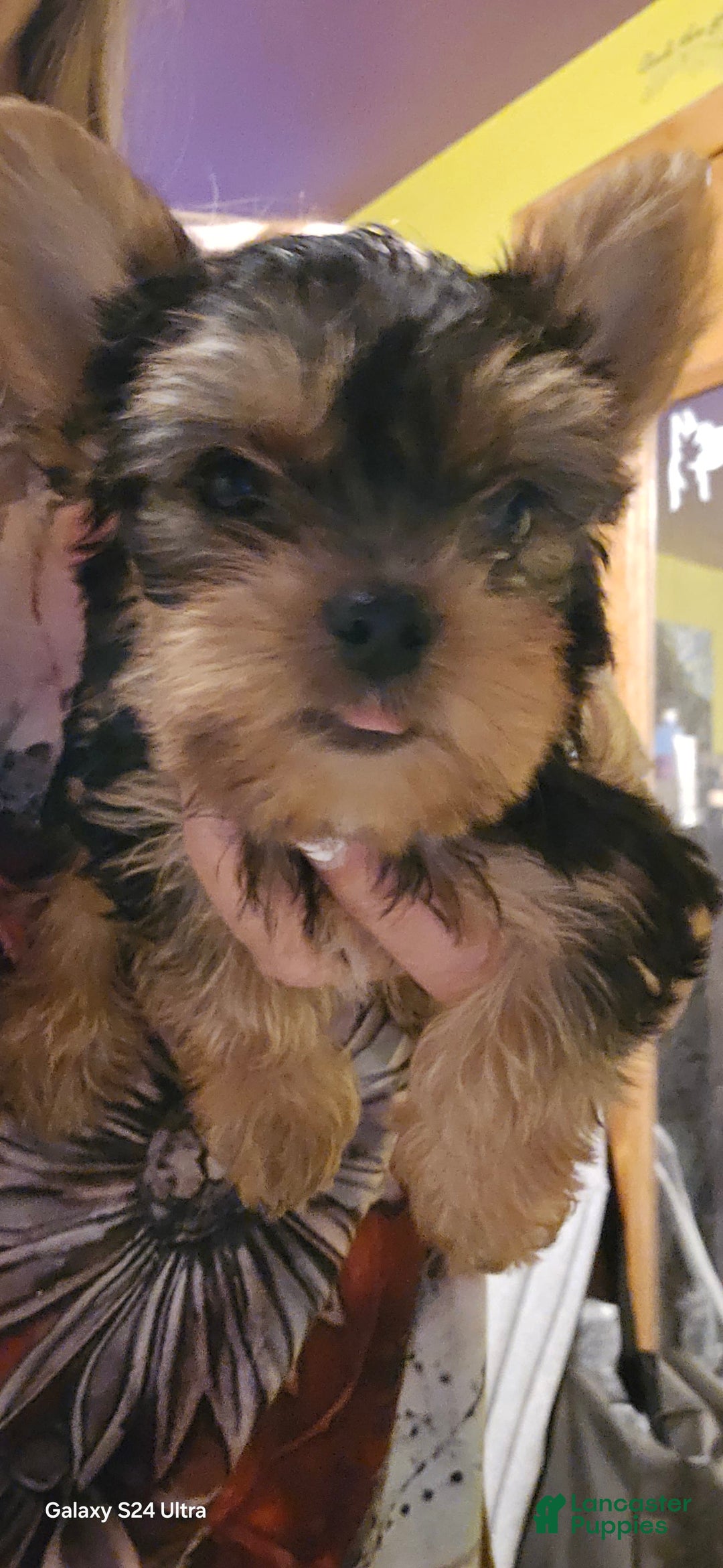 Yorkshire Terrier dogs for sale: Tt - Image 22