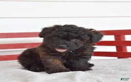 Yorkiepoo dogs for sale: Harold - Image 1