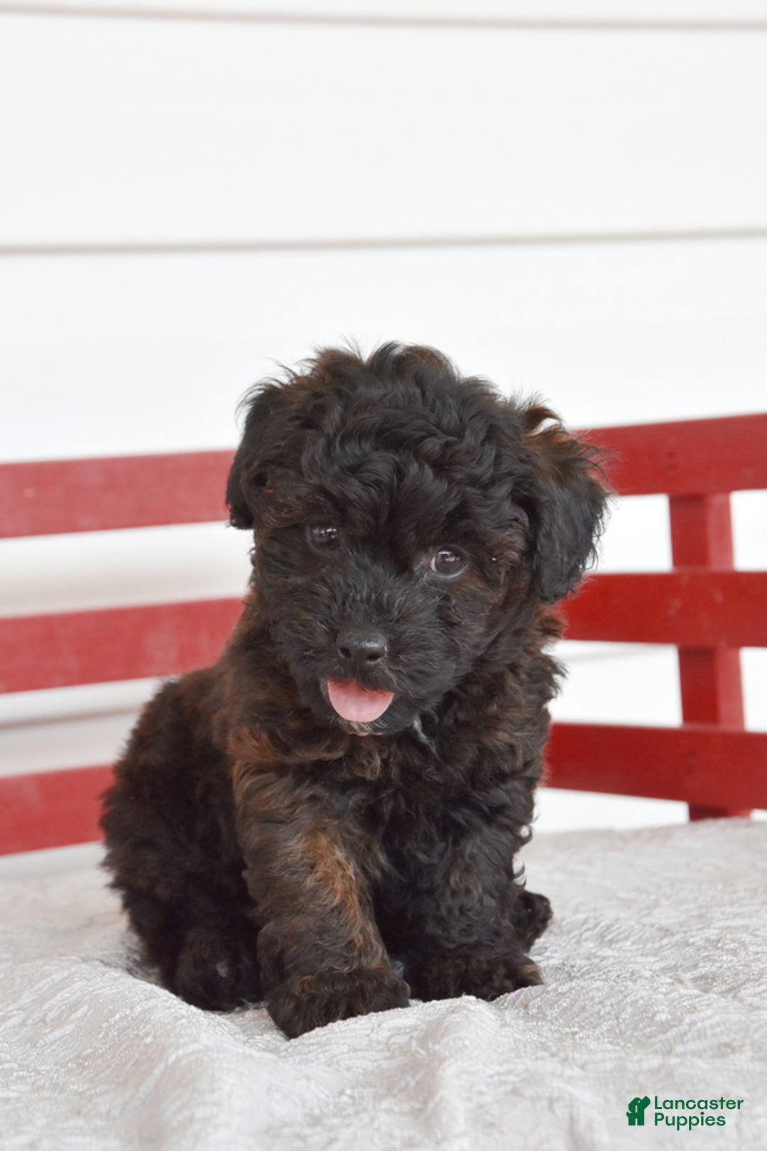 Yorkiepoo dogs for sale: Harold - Image 1