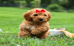 Goldendoodle dogs for sale: Brooklyn - Image 7