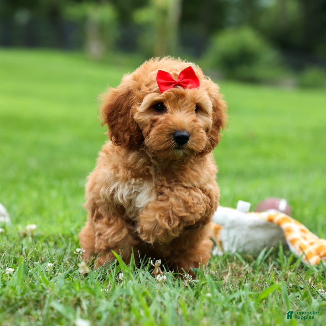 Goldendoodle dogs for sale: Brooklyn - Image 7