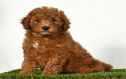 Mini Goldendoodle dogs for sale: Dixie - Image 8