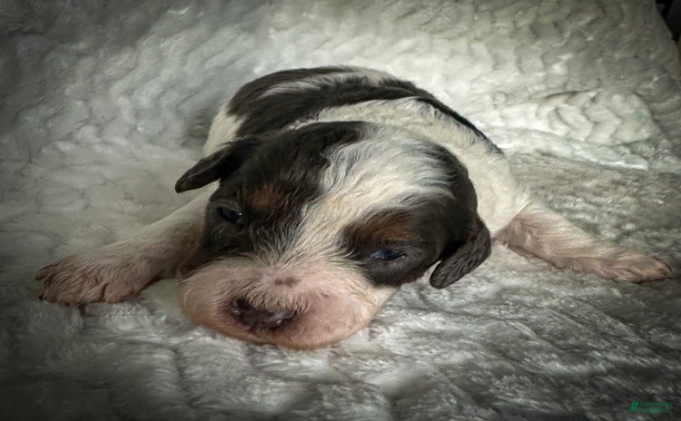 Cavapoo dogs for sale - Ad 5