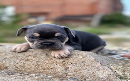 French Bulldog dogs for sale: Louie - Image 2