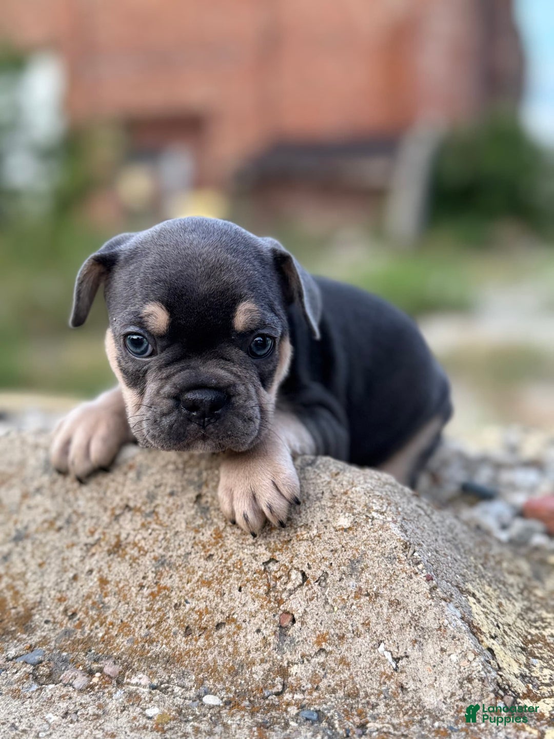 French Bulldog dogs for sale: Louie - Image 2