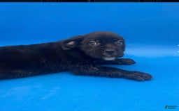 Cane Corso dogs for sale: Cane Corso 4 puppies - Image 3