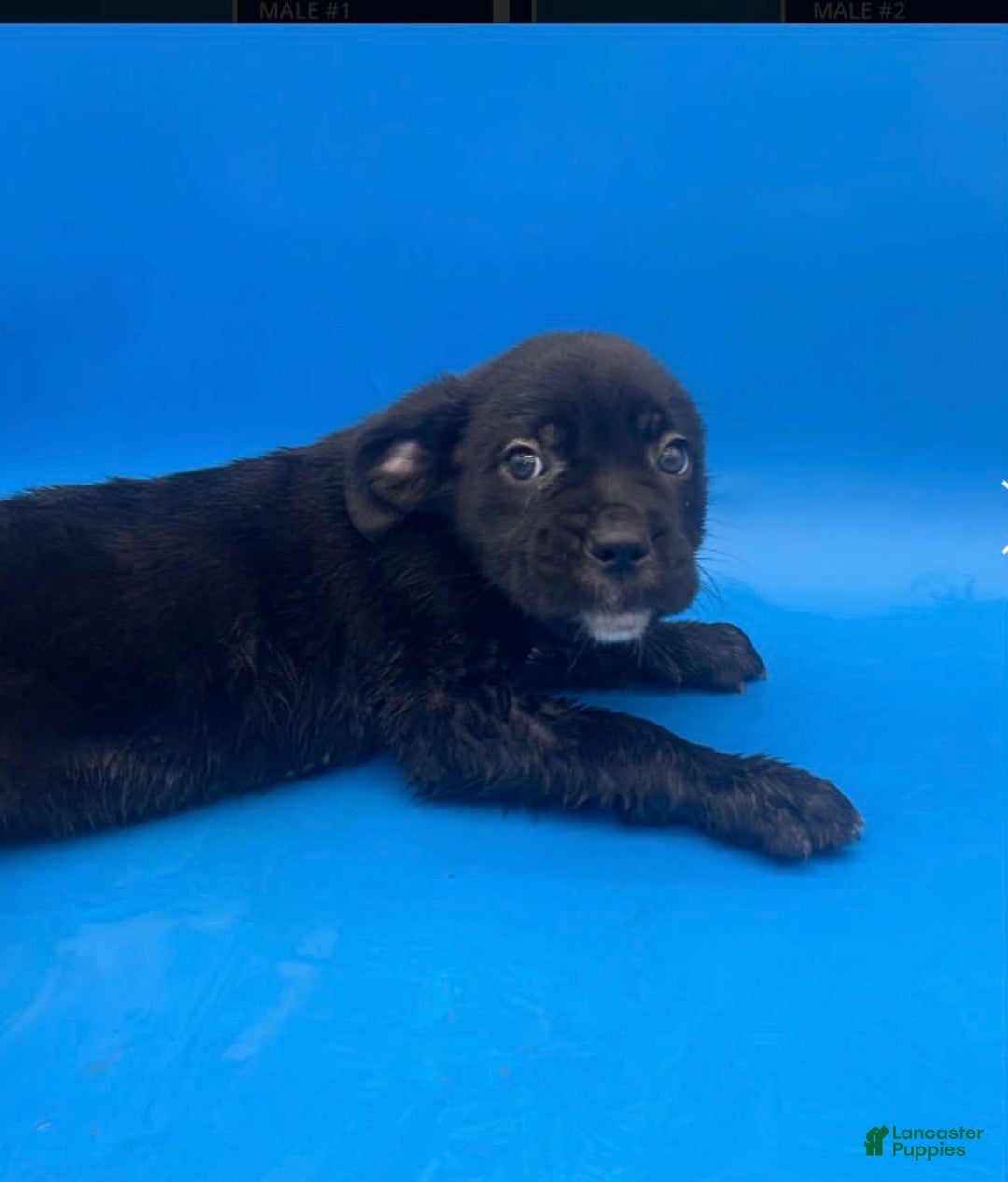 Cane Corso dogs for sale: Cane Corso 4 puppies - Image 3