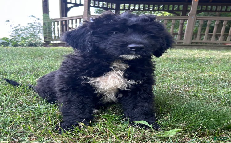 Portuguese Water Dog dogs for sale - Ad 3