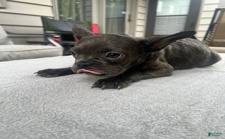 French Bulldog dogs for sale - Ad 4