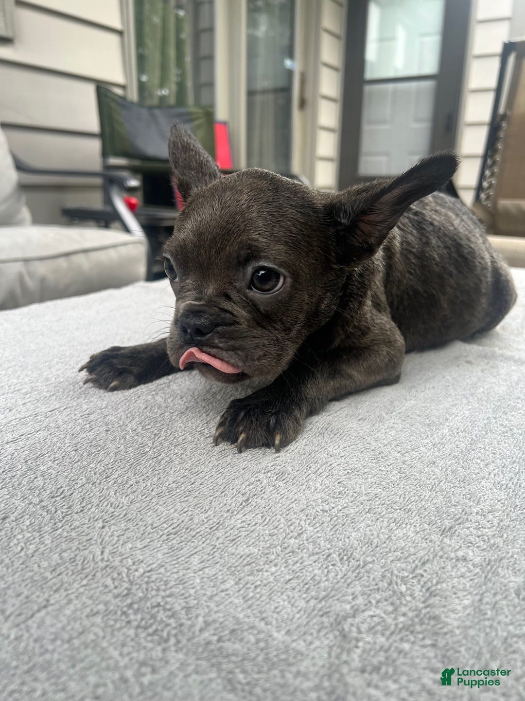 French Bulldog dogs for sale: Puppy 3 - Image 1