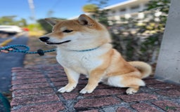 Shiba Inu dogs for sale: Zoro - Image 1