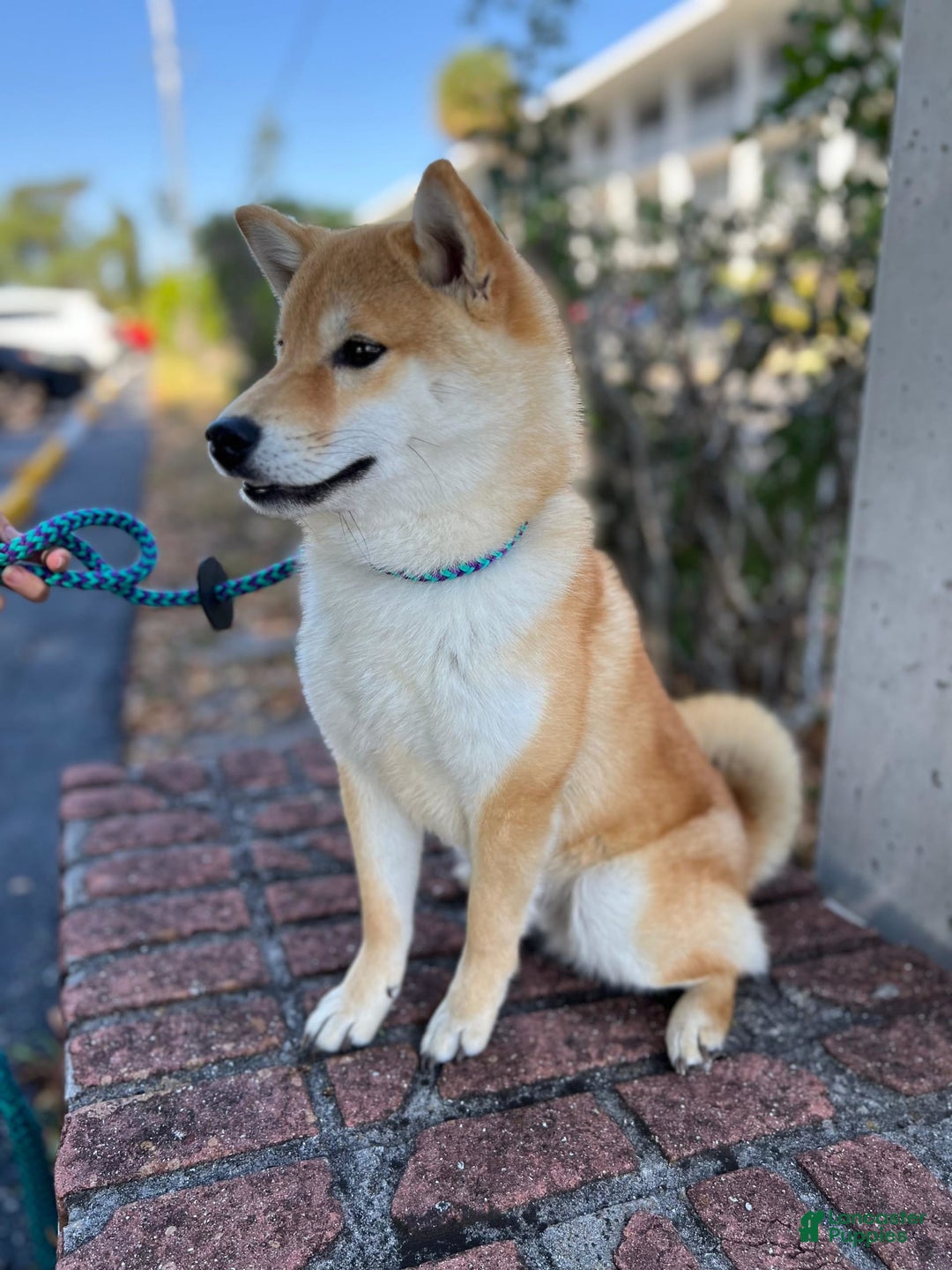 Shiba Inu dogs for sale: Zoro - Image 1