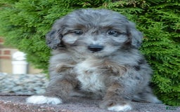 Mini Aussiedoodle dogs for sale: Mini Ava - Image 1