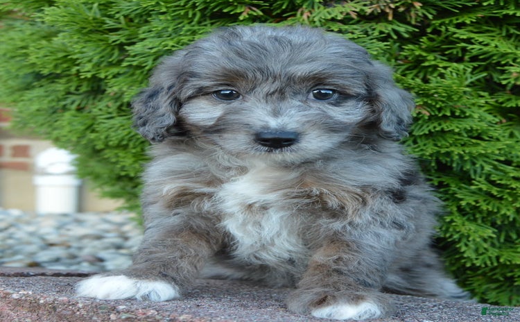 Mini Aussiedoodle dogs for sale - Ad 2