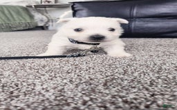West Highland Terrier dogs for sale: Sterling - Image 1