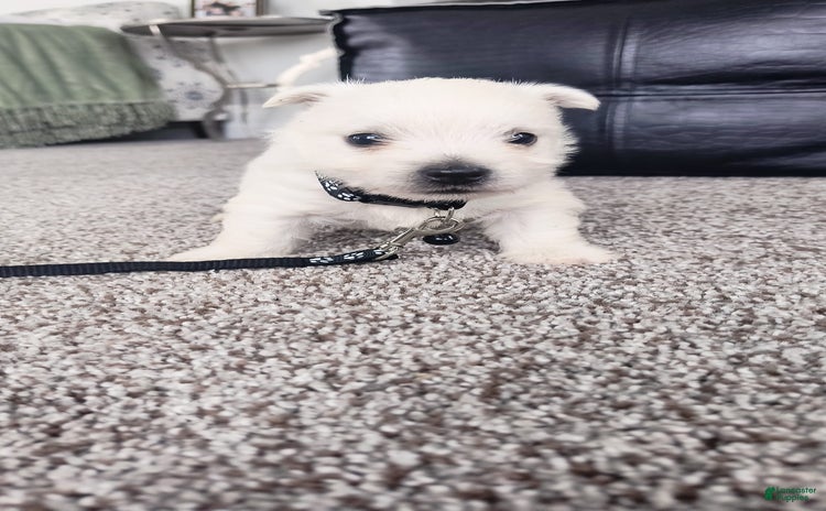 West Highland Terrier dogs for sale - Ad 1