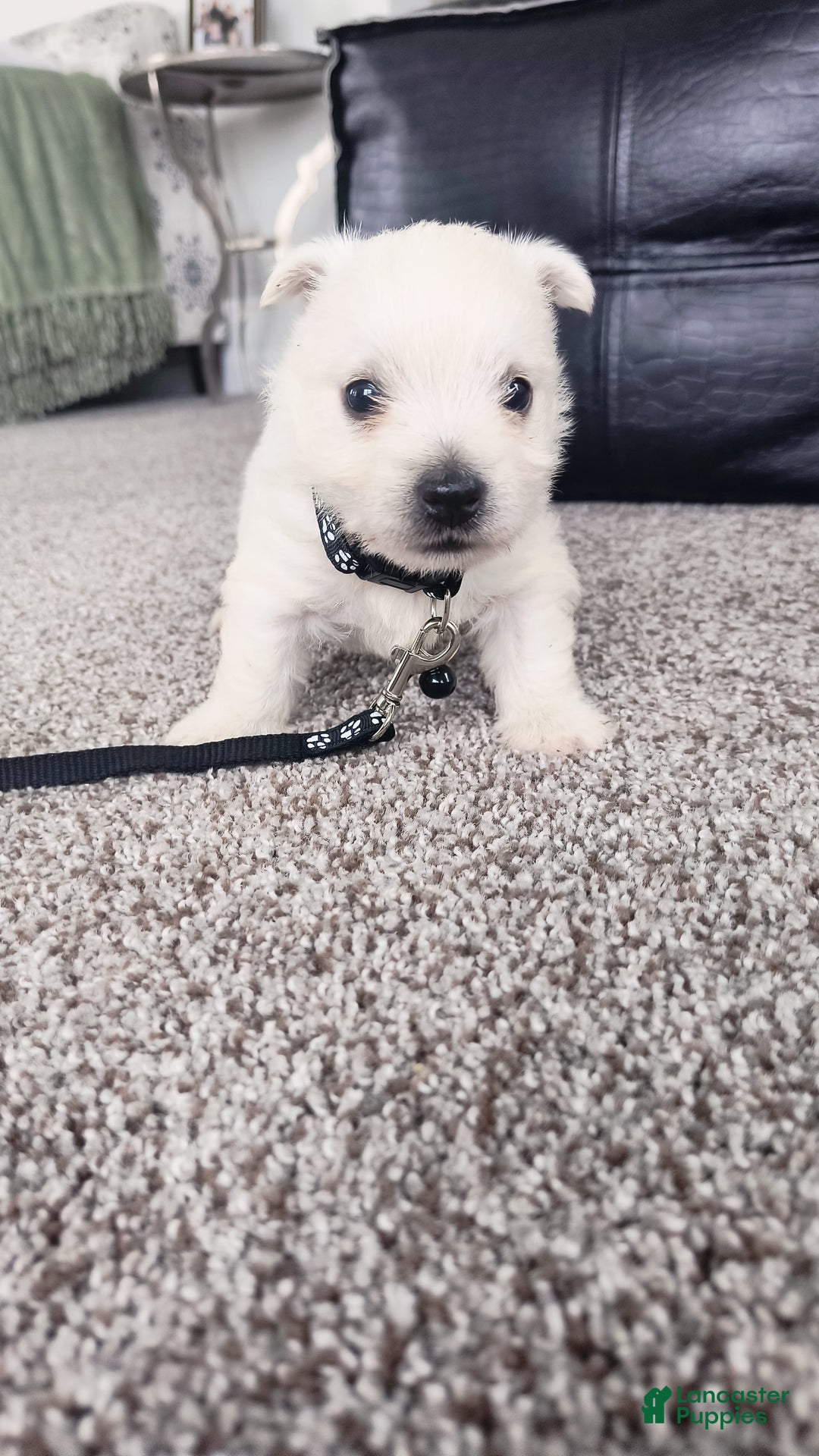 West Highland Terrier dogs for sale: Sterling - Image 1
