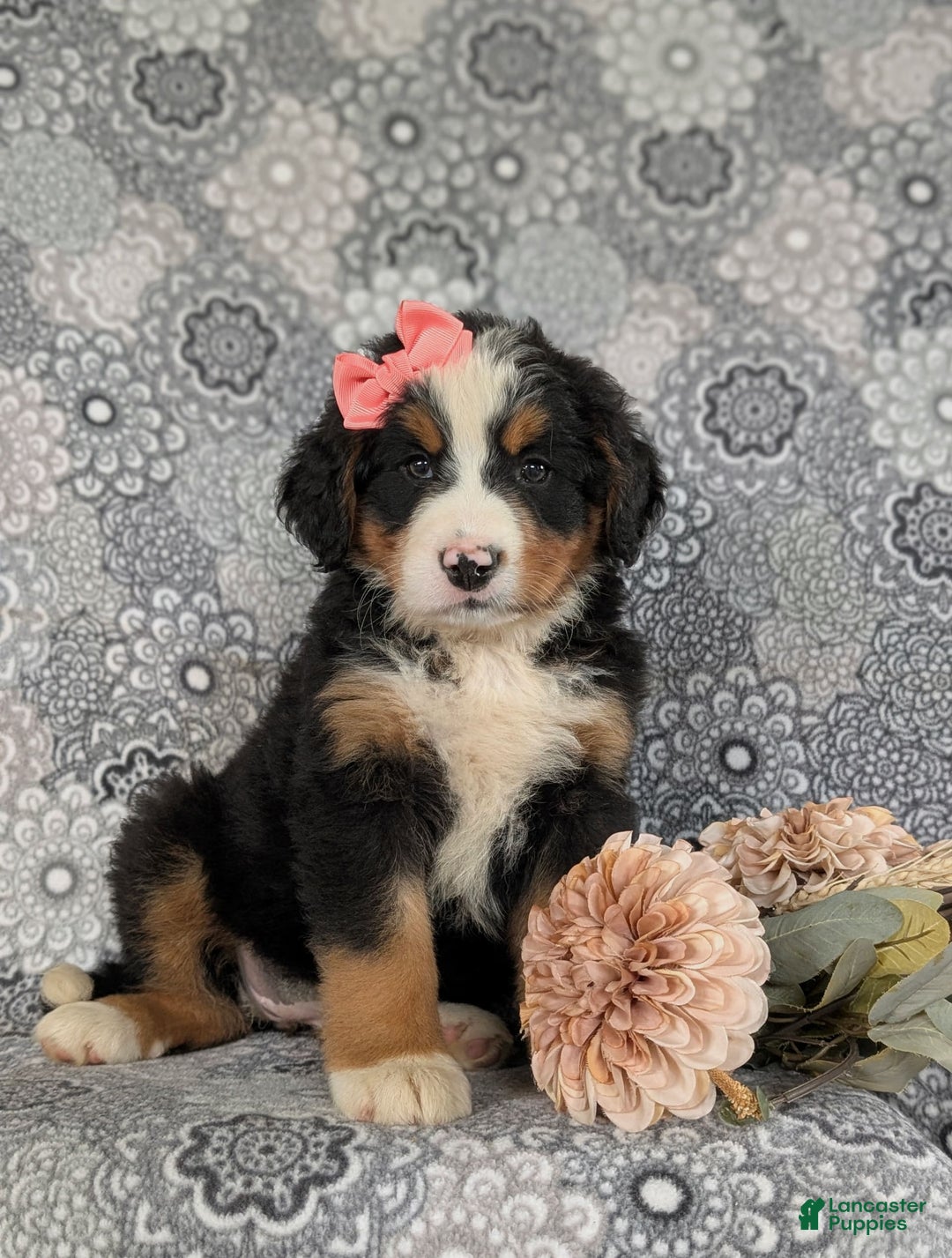 Bernese Mountain Dog dogs for sale: Emma - Image 5