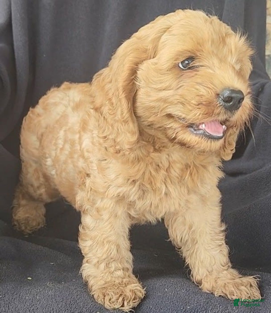 Cockapoo dogs for sale: Ben - Image 4