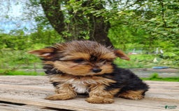 Yorkshire Terrier dogs for sale: Seraphina - Image 7