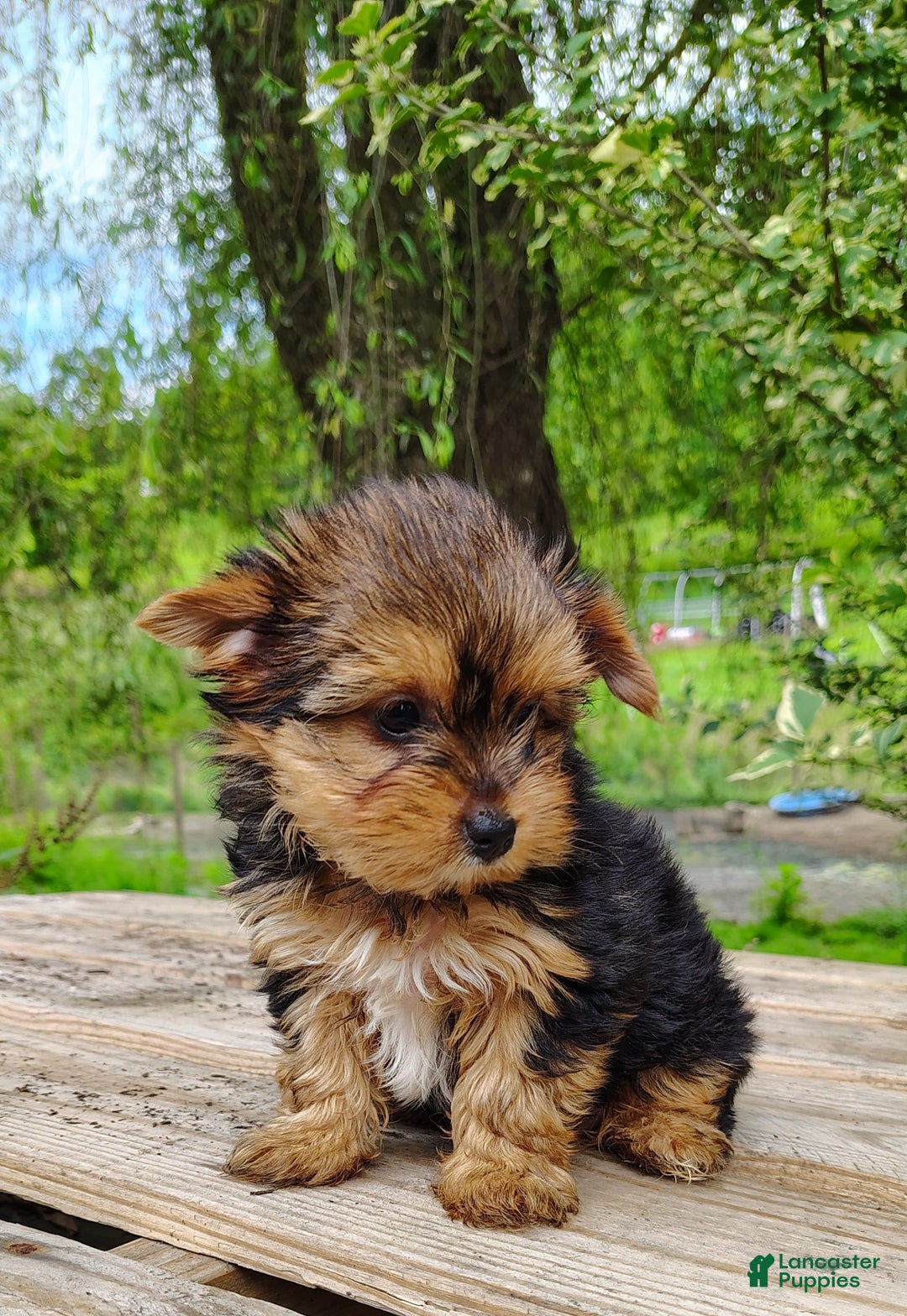 Yorkshire Terrier dogs for sale: Seraphina - Image 7
