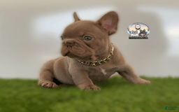 French Bulldog dogs for sale: Buddy - Image 2