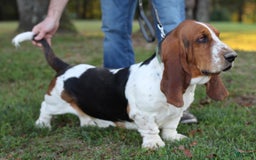 Basset Hound dogs for sale: Isabelle - Image 25