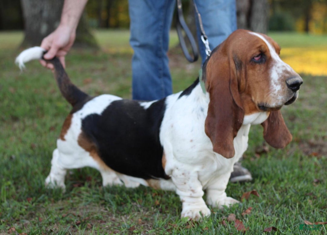 Basset Hound dogs for sale: Isabelle - Image 25