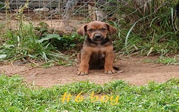 Redbone Coonhound dogs for sale: Hunter - Image 1