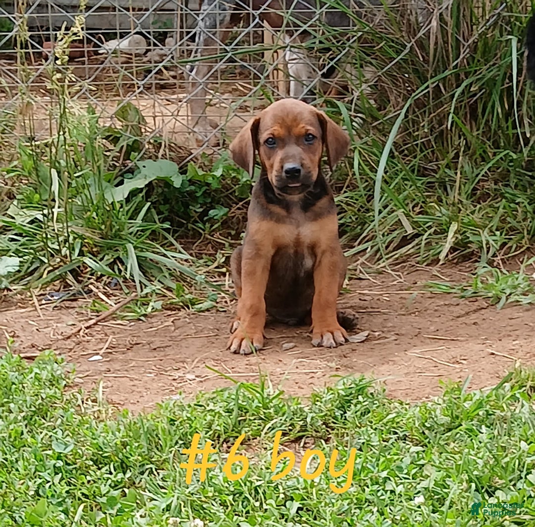 Redbone Coonhound dogs for sale: Hunter - Image 1