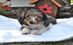 Miniature Dachshund dogs for sale: Mitzy - Image 5