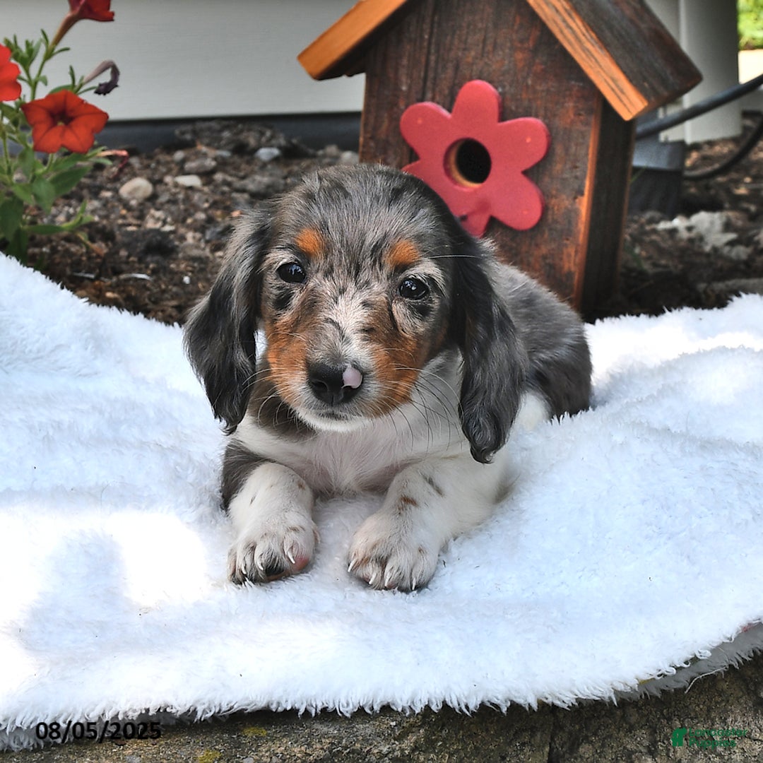 Miniature Dachshund dogs for sale: Mitzy - Image 5