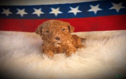 Mini Goldendoodle dogs for sale: Vanilla Bean - Image 4