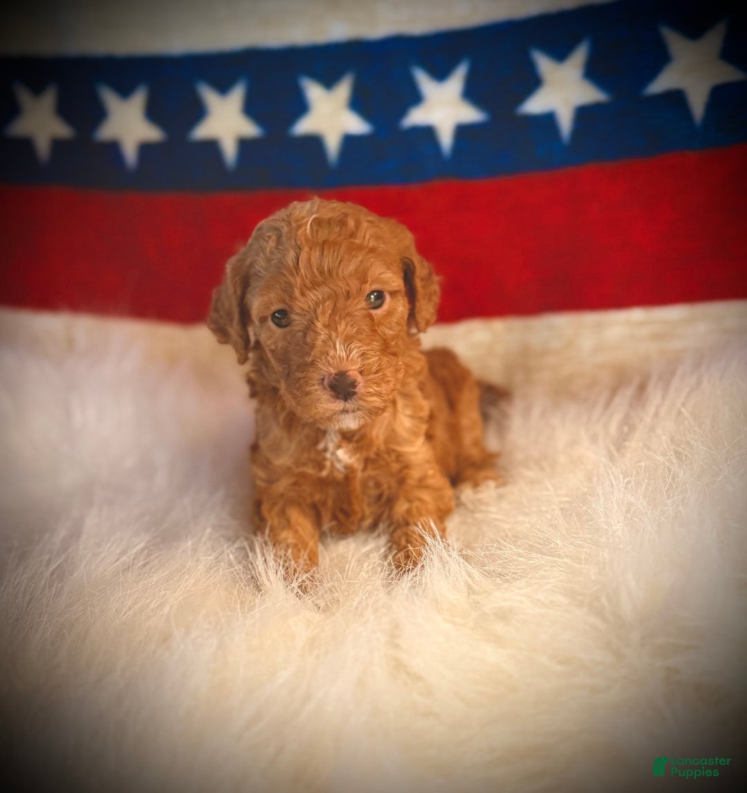Mini Goldendoodle dogs for sale: Vanilla Bean - Image 4