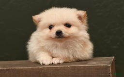 Pomeranian dogs for sale: Mario - Image 1