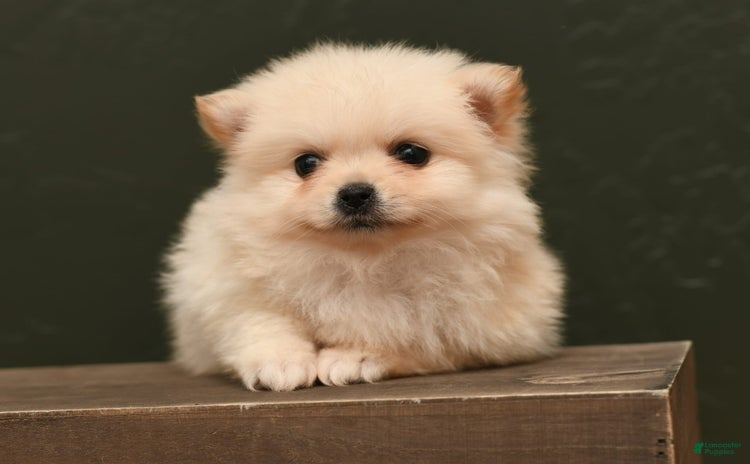Pomeranian dogs for sale - Ad 4